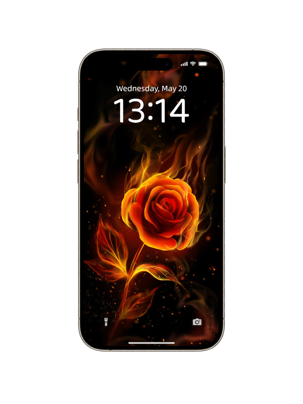 Blazing Rose Phone Wallpaper